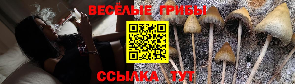 Галлюциногенные грибы Psilocybe Алексеевка